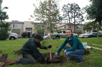 Care for Trees in Our Urban Forest!  @ El Segundo, CA, USA | El Segundo | California | United States